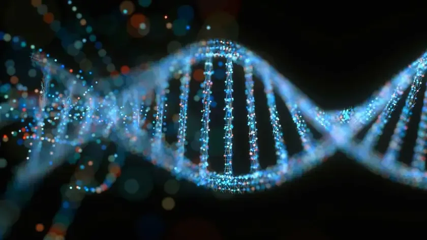 New research challenges long-standing assumptions about Rosalind Franklin’s contribution to DNA discovery. Published in the Journal of the History of Biology, the study reveals that Photo 51 was a deliberate refinement of Photo 49, an earlier X-ray diffraction image Franklin had already used to investigate DNA’s helical structure.